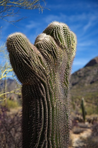 Sabino Canyon - Tucson, AZ.